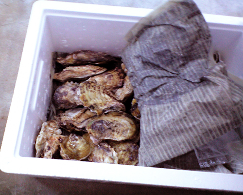 081201_oysrer1.jpg
