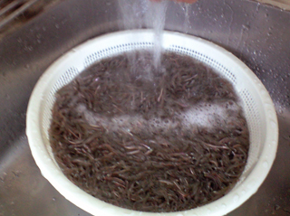 090304_ikanago1.jpg