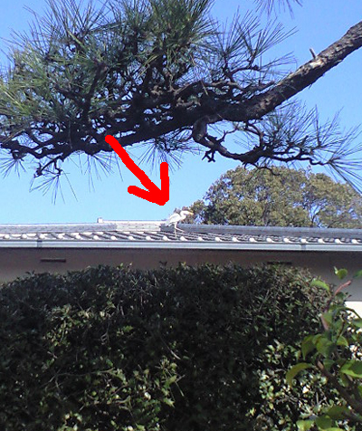 090310_tori1.jpg
