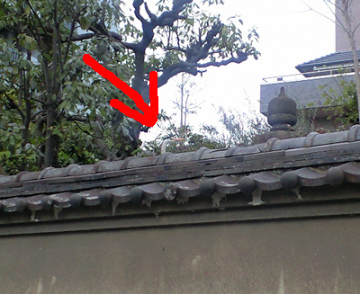 090310_tori2.jpg