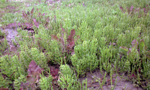 090322_tsukushi2.jpg