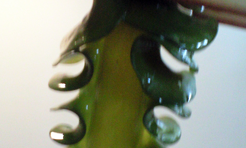 090326_mekabu2.jpg