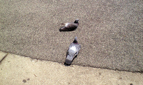 090409_hato.jpg