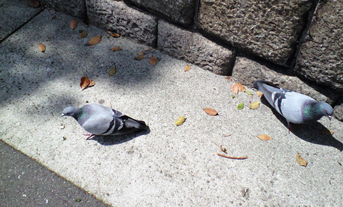 090419_kobe2.jpg