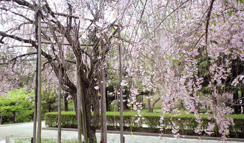 090420_kobe_u2.jpg
