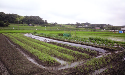 CA392064.jpg