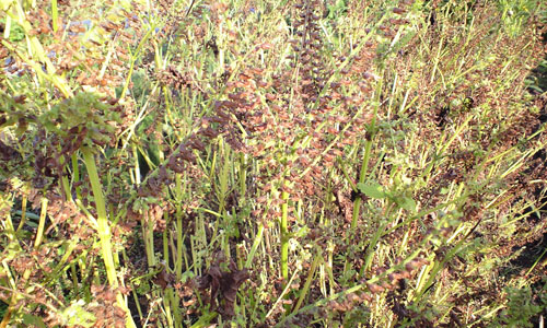 CA392624.jpg